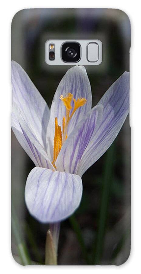 Crocus Galaxy S8 Case featuring the photograph Spring Crocus by Tom Potter