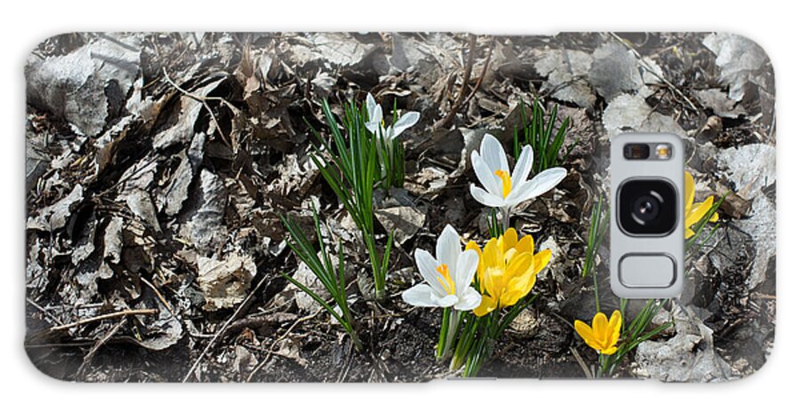 Flowers Galaxy Case featuring the photograph Spring has sprung by Mike Evangelist