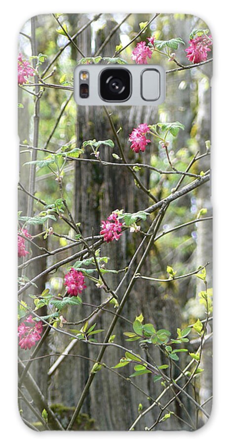 Tree Galaxy Case featuring the photograph Spring Renewal by Pamela Patch