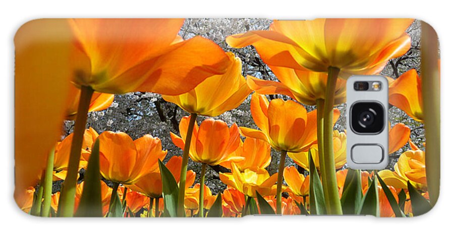 Greeting Card Galaxy S8 Case featuring the photograph Springtime At Longwood Gardens 2015 by Dan Myers
