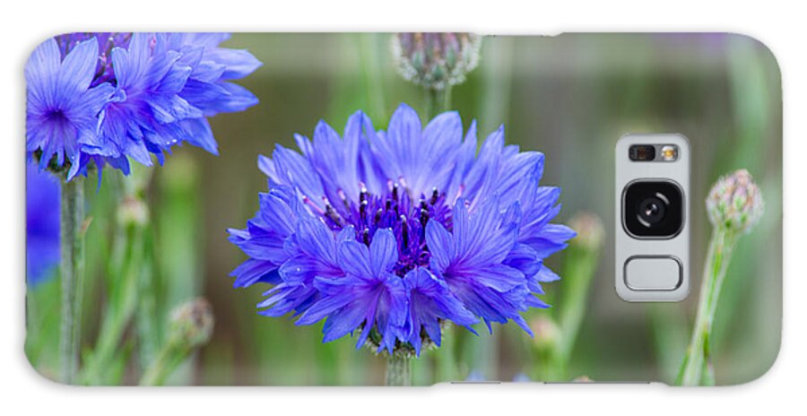 Blue Cornflowers Galaxy Case featuring the photograph Springtime Blues by Tikvah's Hope