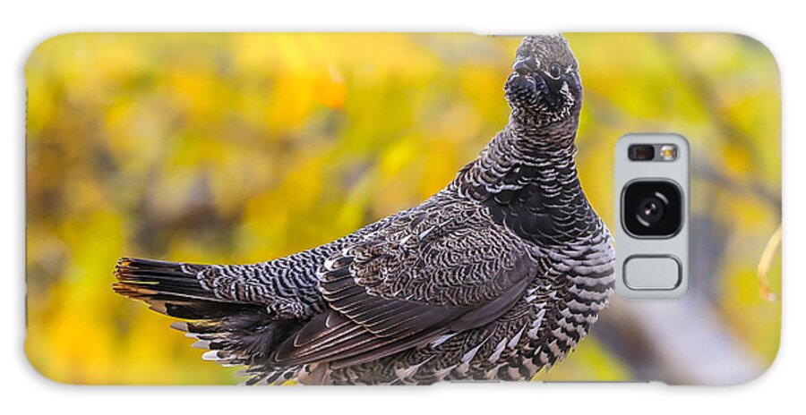 Sam Amato Photography Galaxy Case featuring the photograph Spruce Grouse by Sam Amato