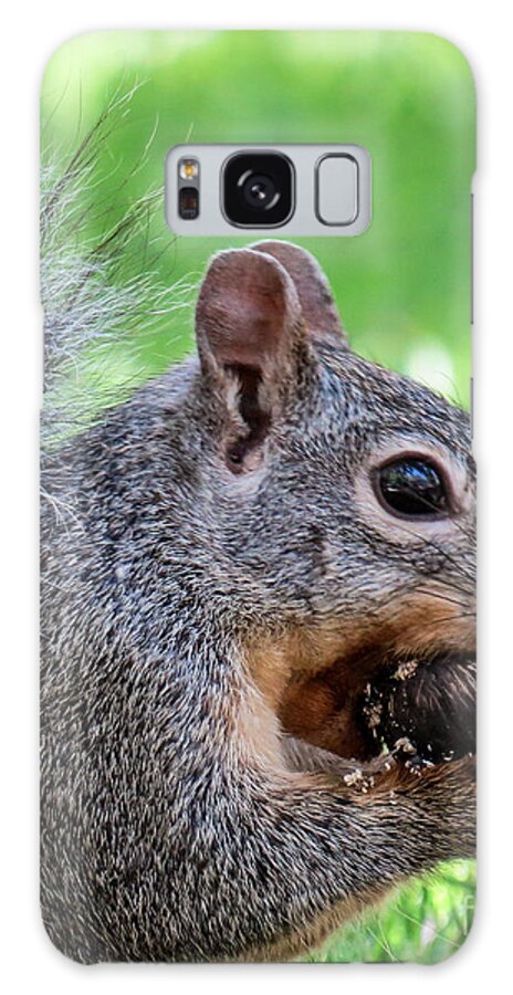 Outdoors Galaxy S8 Case featuring the photograph Squirrel 1 by Christy Garavetto