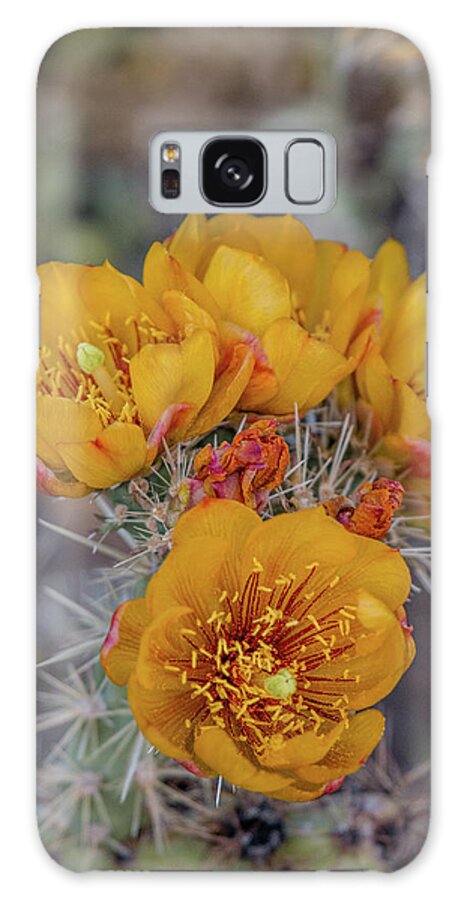 Cactus Galaxy Case featuring the photograph Staghorn Cholla Blossoms 5 by Teresa Wilson