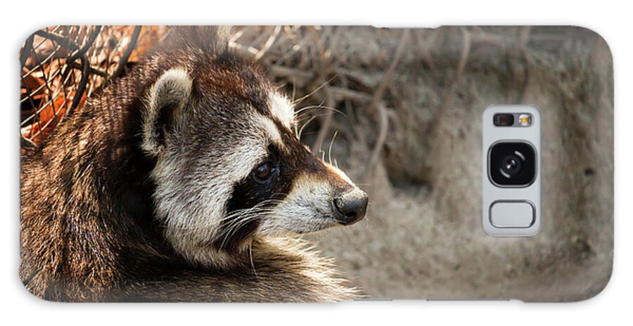 Raccoon Galaxy Case featuring the photograph Staring Raccooon by Travis Rogers