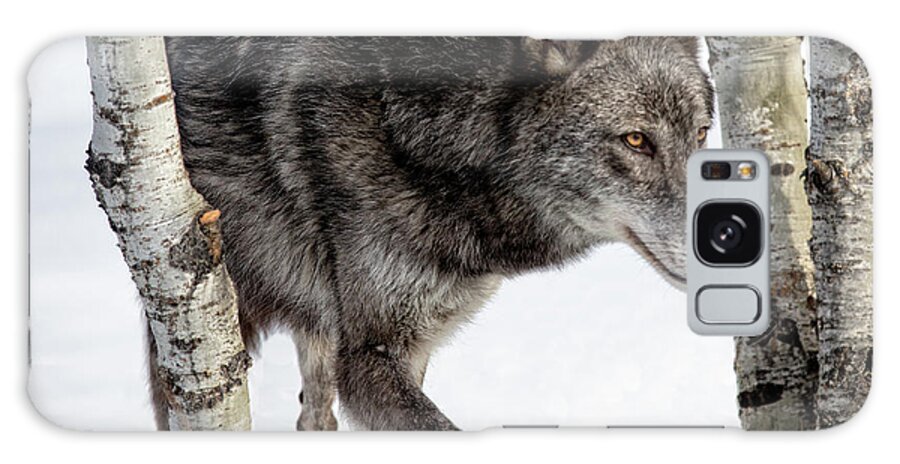 Gray Wolf Galaxy Case featuring the photograph Stealthy Gray Wolf by Steven Upton