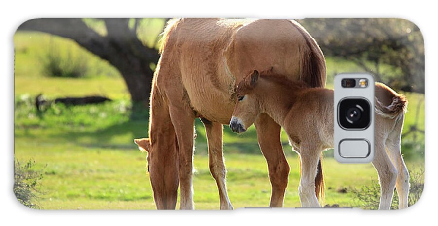 Foal Galaxy Case featuring the photograph Sticking Close to Mom by Sue Cullumber