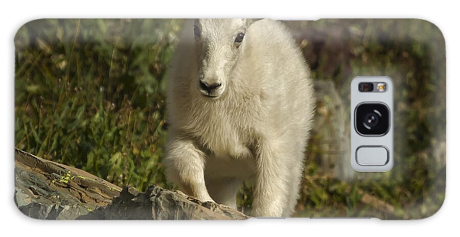 Mountain Goat Galaxy Case featuring the photograph Straight for the Heart by Belinda Greb