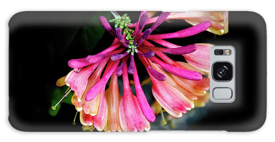 Lonicera Galaxy Case featuring the photograph Stretch, Flowering Honeysuckle -  by Julie Weber