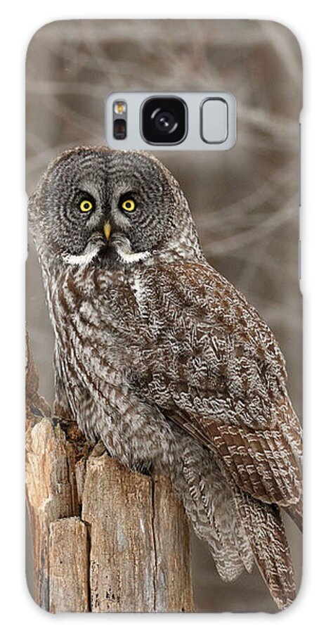 Owls Galaxy Case featuring the photograph Stumped by Heather King