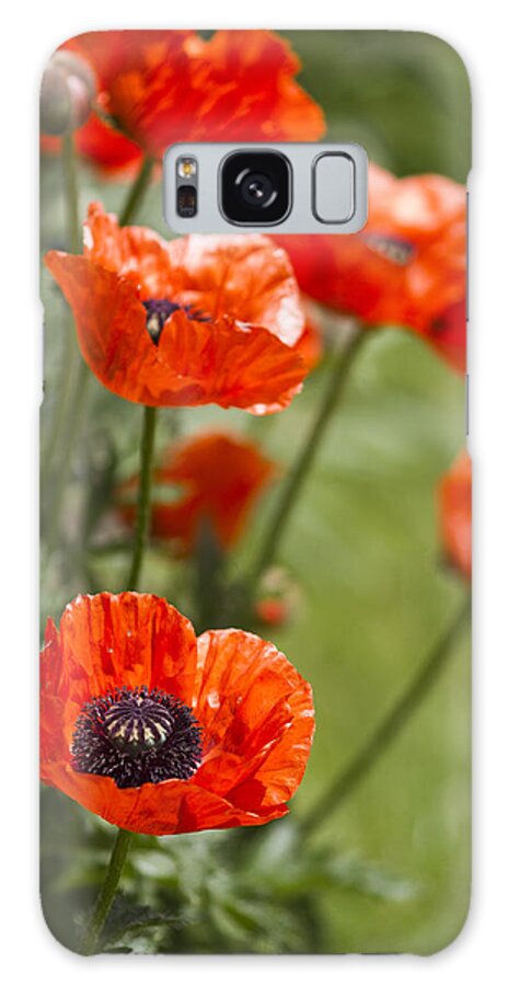Poppies Galaxy Case featuring the photograph Stunners by Rebecca Cozart