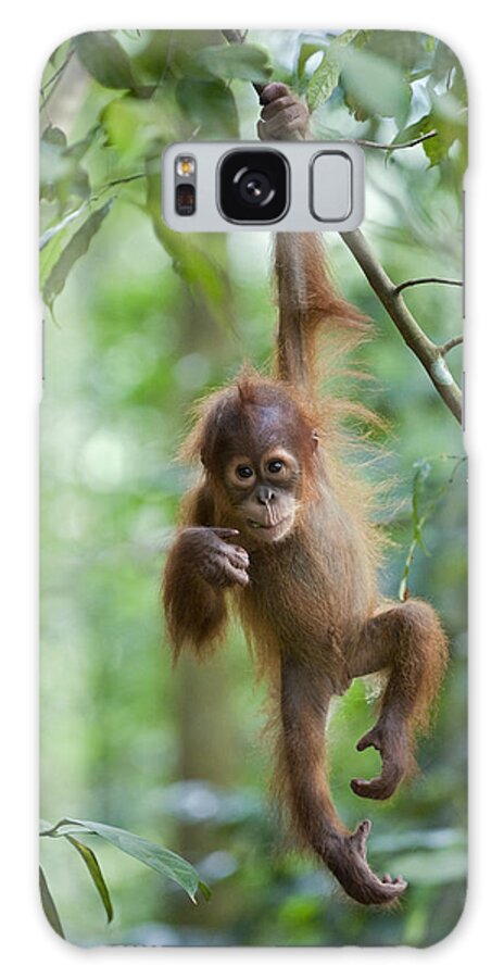 Mp Galaxy Case featuring the photograph Sumatran Orangutan Pongo Abelii One by Suzi Eszterhas
