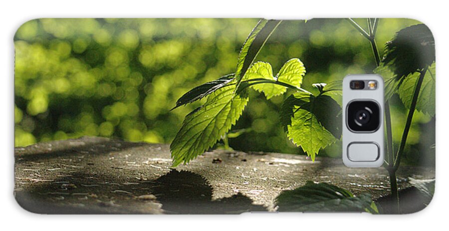 Landscape Galaxy Case featuring the photograph Summer Evening Leaves by Adrian Wale