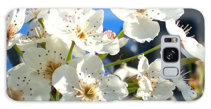 Garden Galaxy Case featuring the photograph #sun Drenched #tree #blossoms So Sweet by Shari Warren