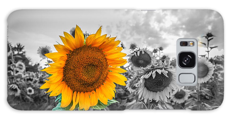 Sunflower Galaxy Case featuring the photograph Sun Flower B and W by Mina Isaac