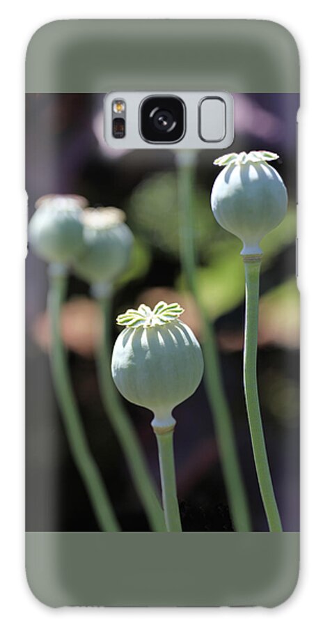 Poppy Galaxy S8 Case featuring the photograph Sun Kissed Poppy Pods by Tammy Pool