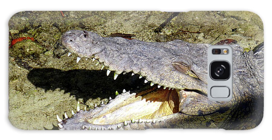 Crocodile Galaxy Case featuring the photograph Sunbathing croc by Francesca Mackenney