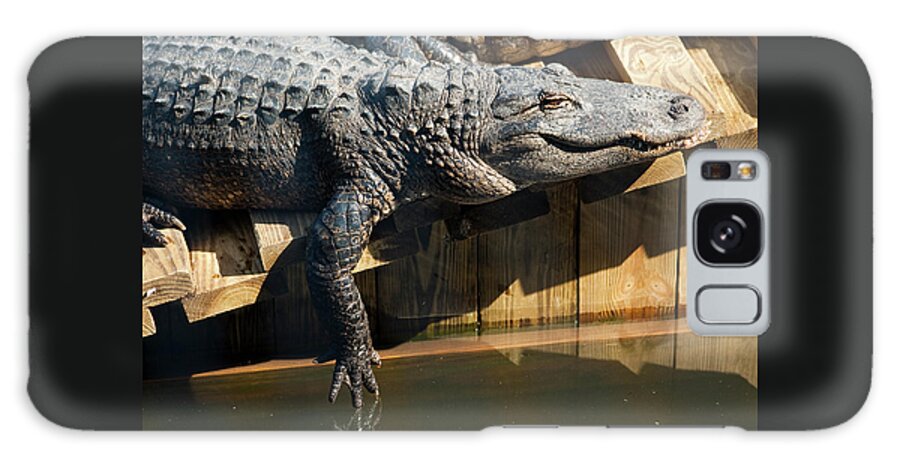Alligator Galaxy Case featuring the photograph Sunbathing Gator by Carolyn Marshall