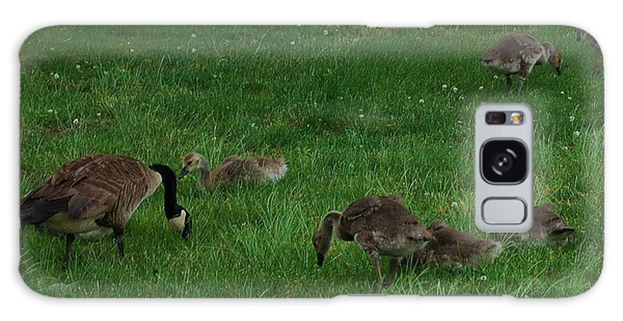 Canadian Geese Galaxy S8 Case featuring the photograph Sunday Brunch by Christopher James