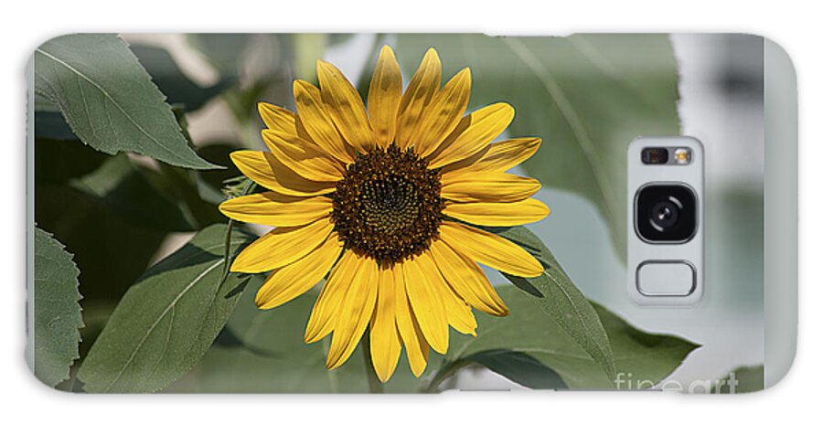 Sunflower Galaxy S8 Case featuring the photograph Sunflower 20120718_06a by Tina Hopkins