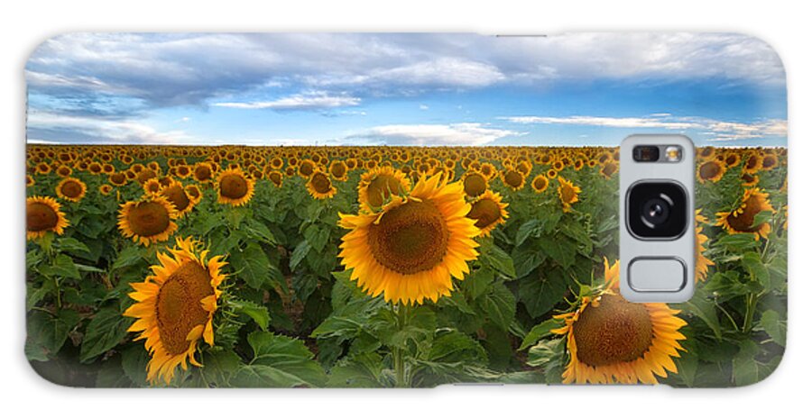 Sunflower Galaxy Case featuring the photograph Sunflower Field by Ronda Kimbrow