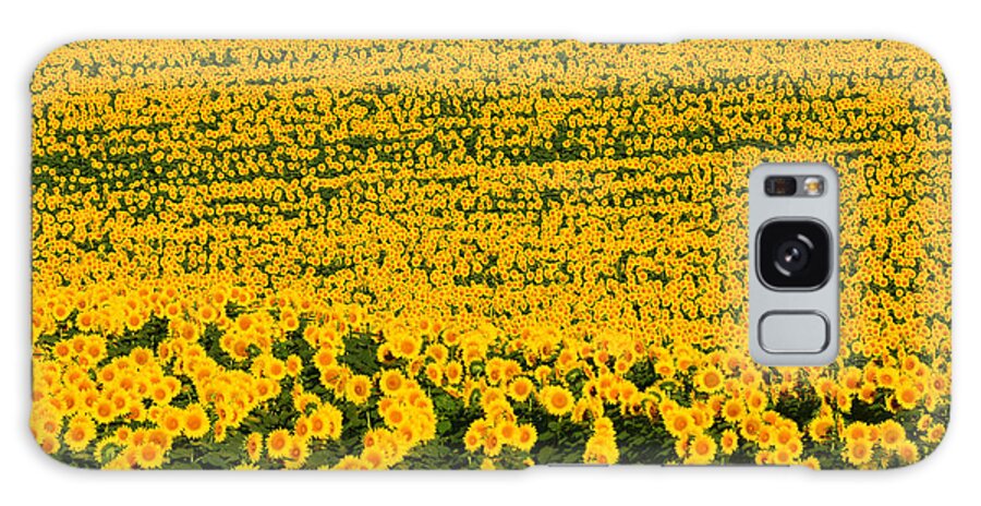 Helianthus Annuus Galaxy Case featuring the photograph Sunflowers Galore by Catherine Sherman