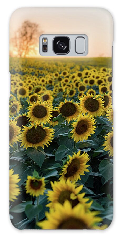 Sunflower Galaxy Case featuring the photograph Sunflowers v by Ryan Heffron