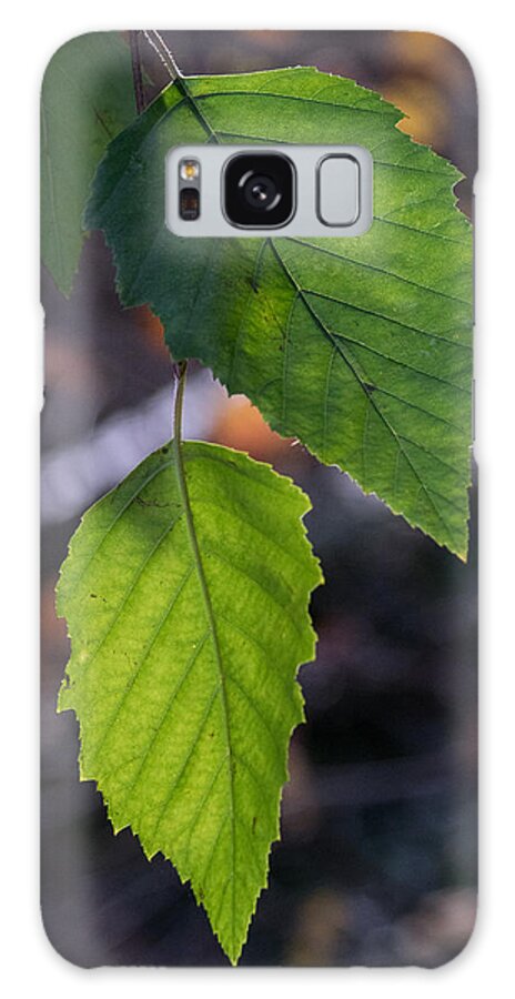 Sunlight Galaxy Case featuring the photograph Sunlight through Birch Leaf Branch by Douglas Barnett
