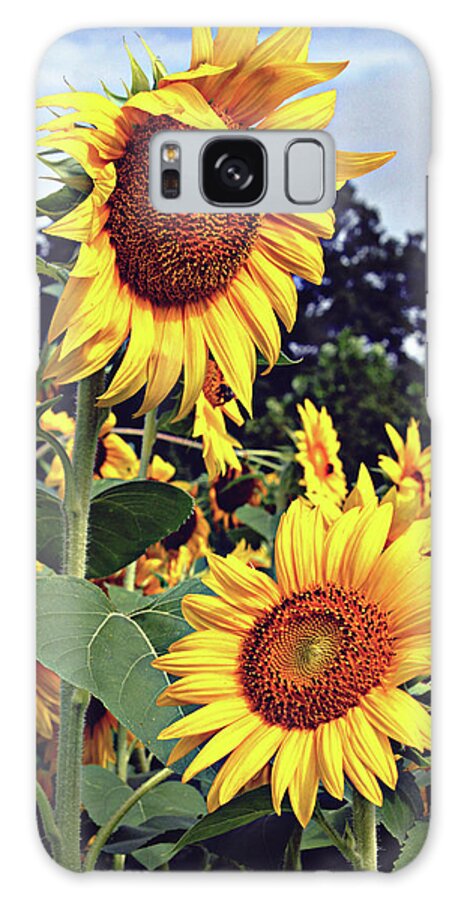 Sunflower Galaxy Case featuring the photograph Sunny Days by Jessica Brawley
