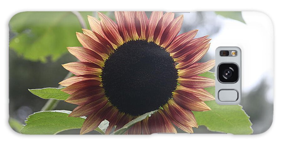 Sunflower Galaxy Case featuring the photograph Sunny Face by Wendy Coulson