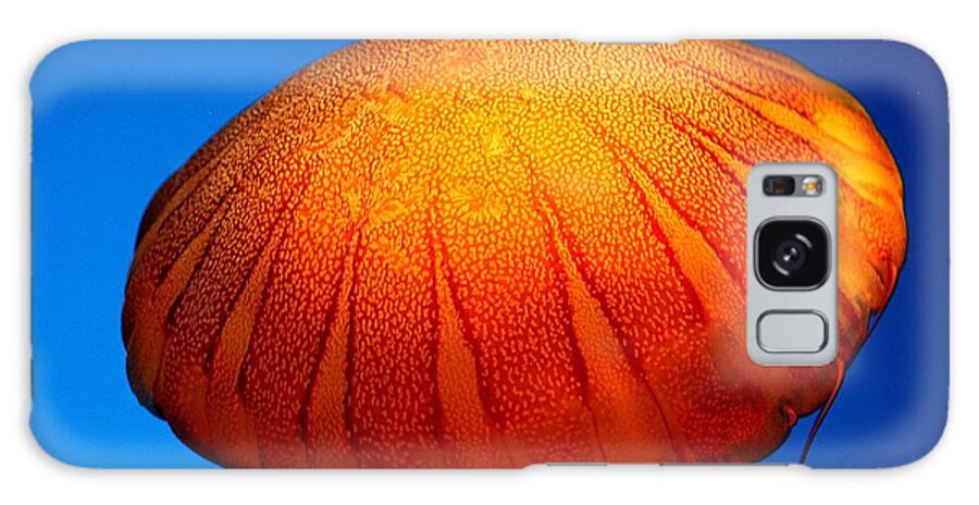 Jellyfish Galaxy Case featuring the photograph Sunshine of the Sea by Alison Salome