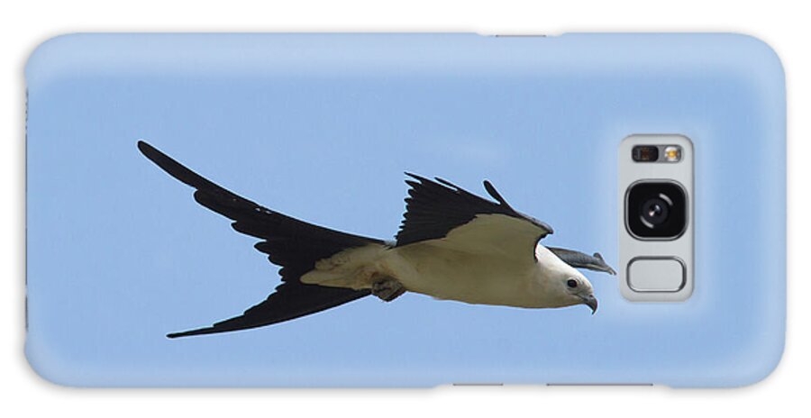 Swallow-tailed Kite Galaxy Case featuring the photograph Swallow-tailed Kite #2 by Paul Rebmann