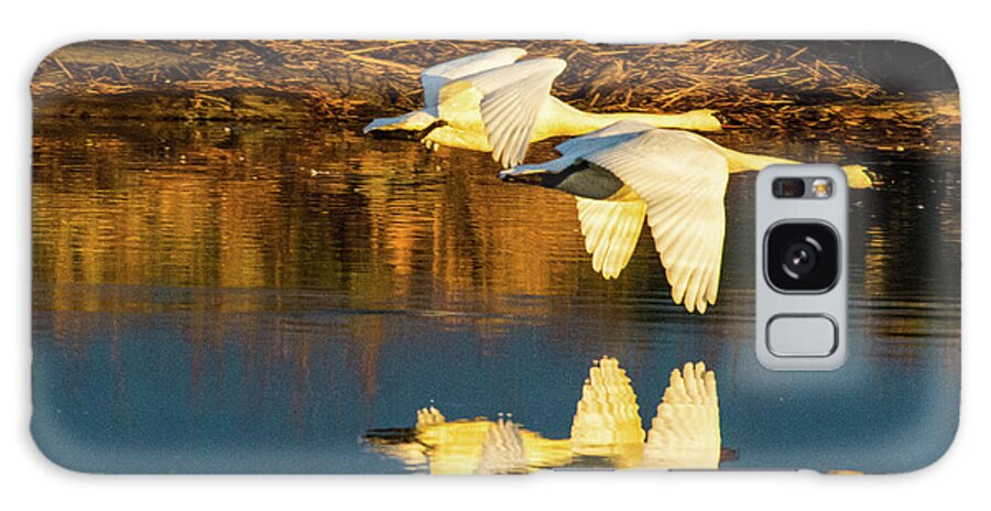 Bird Galaxy Case featuring the photograph Swan reflection by Hisao Mogi