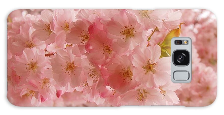 Cherry Blossom Trees Galaxy Case featuring the photograph Sweet Pink- Holmdel Park by Angie Tirado