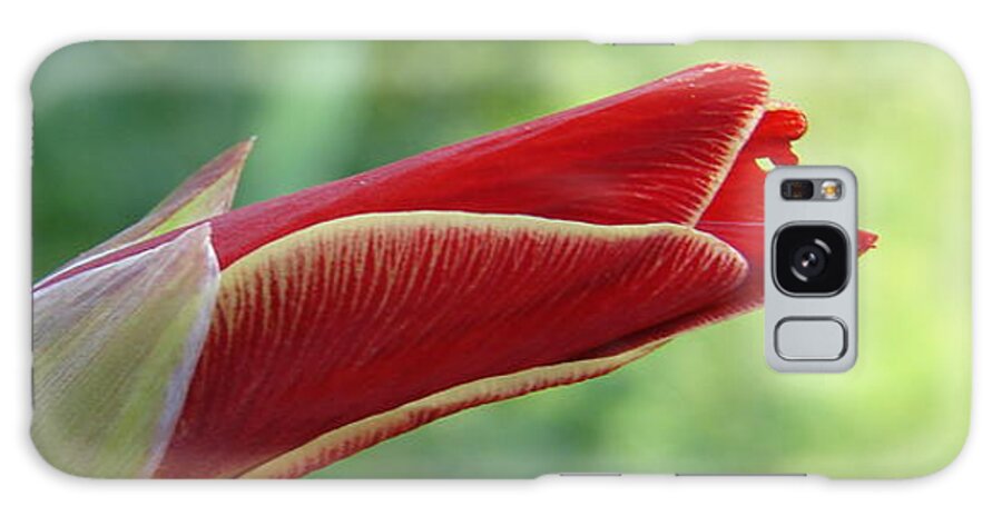 Gladiola Galaxy Case featuring the photograph Sword Lily by Carl Moore