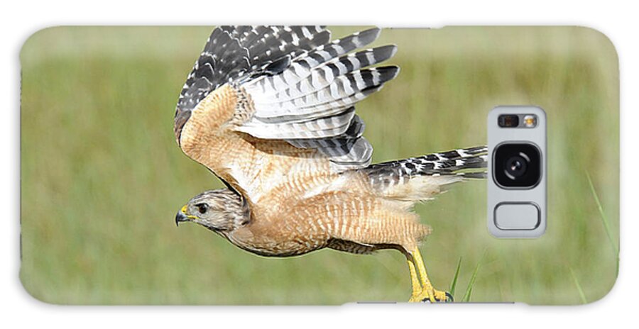 Red Tailed Hawk Galaxy Case featuring the photograph Taking Flight by Keith Lovejoy