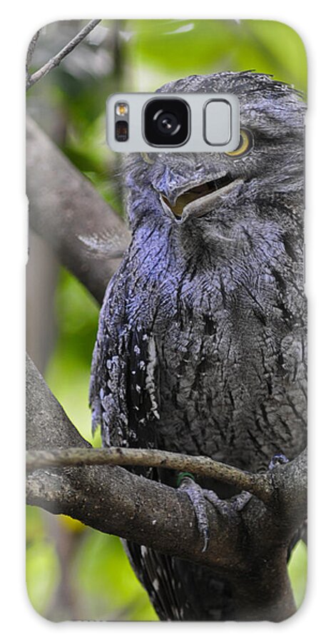 Tawny Frogmouth Bird Galaxy Case featuring the photograph Tawny Frogmouth by Winston D Munnings