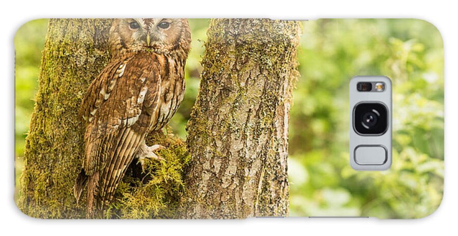 Tawny Owl Galaxy Case featuring the photograph Tawny Owl by Keith Thorburn LRPS EFIAP CPAGB