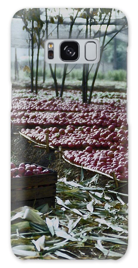 Italy Galaxy Case featuring the photograph The Apple Harvest by Bess Carter
