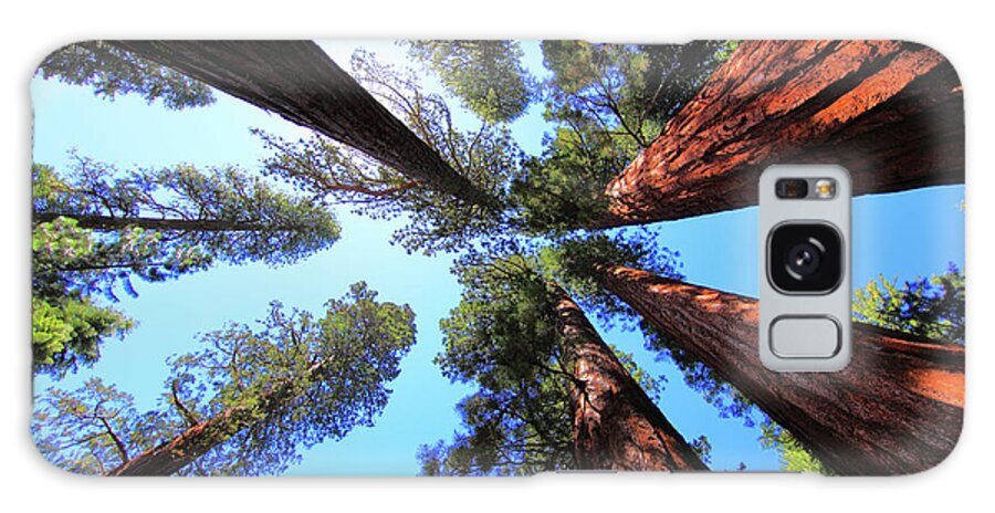 Redwoods Galaxy Case featuring the photograph The Bachelor and the Three Graces by Rick Berk