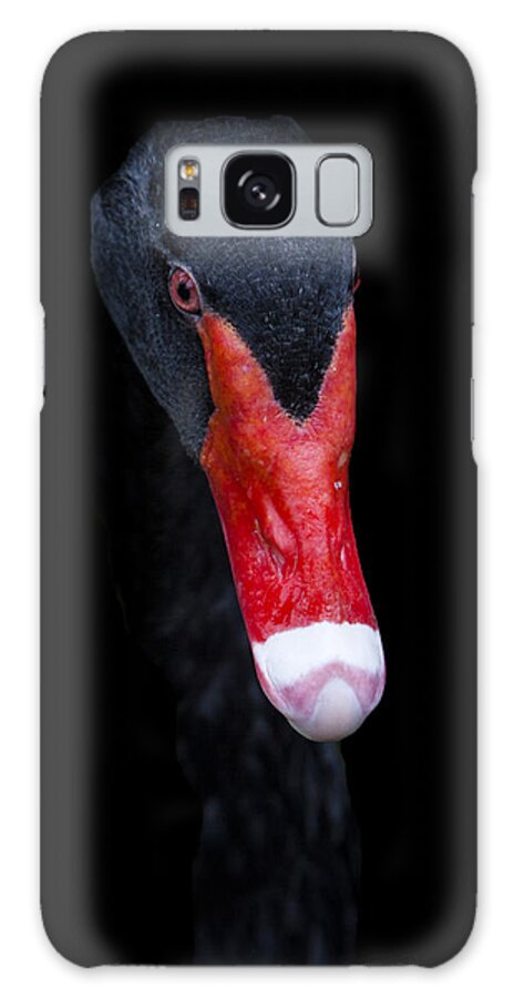 Black Swan Galaxy S8 Case featuring the photograph The Black Swan by David Millenheft
