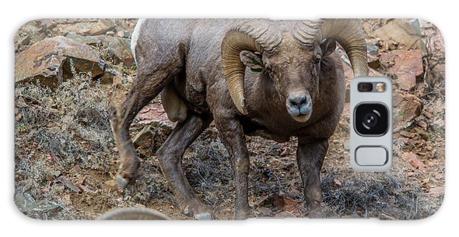 Bighorn Sheep Galaxy Case featuring the photograph The Boss by David F Hunter