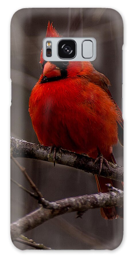 The Crimson Suit Prints Galaxy S8 Case featuring the photograph The Crimson Suit by John Harding