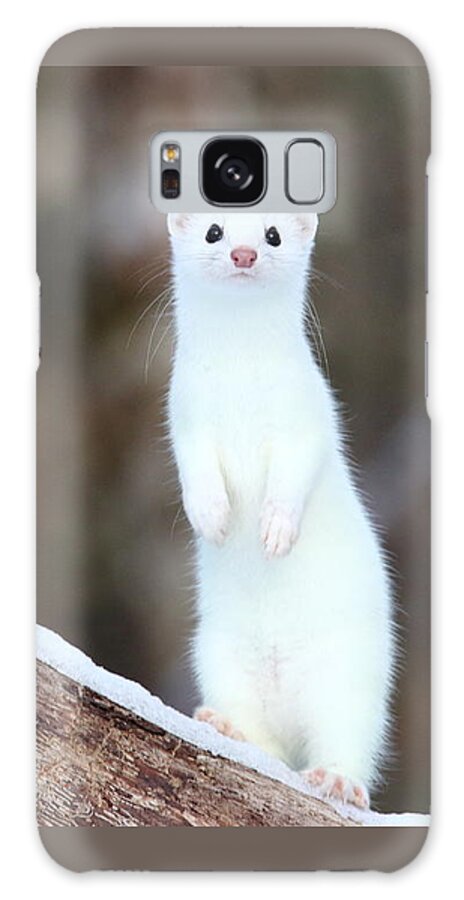 Weasel Galaxy Case featuring the photograph The Curious Weasel by Duane Cross