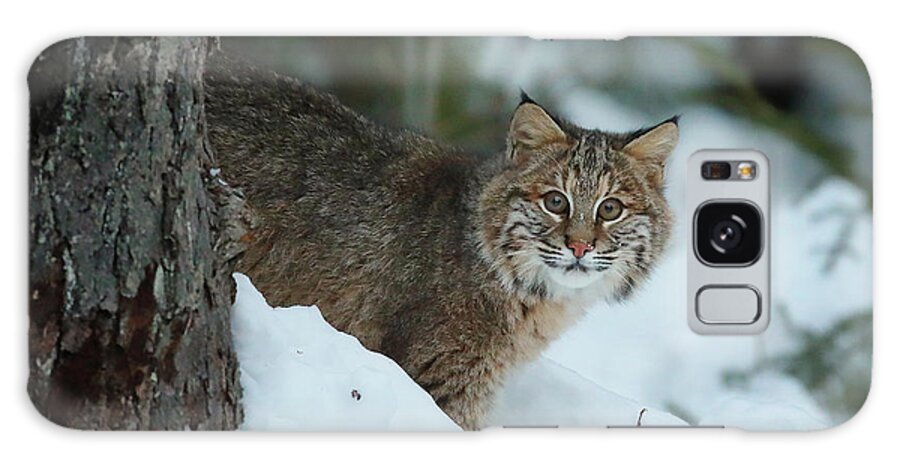 Bobcat Galaxy Case featuring the photograph The Eyes are on Me by Duane Cross