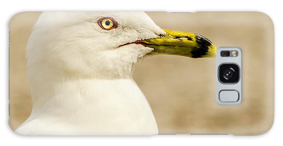 Great Lakes Gull Galaxy Case featuring the photograph The Proud Gull by John Roach