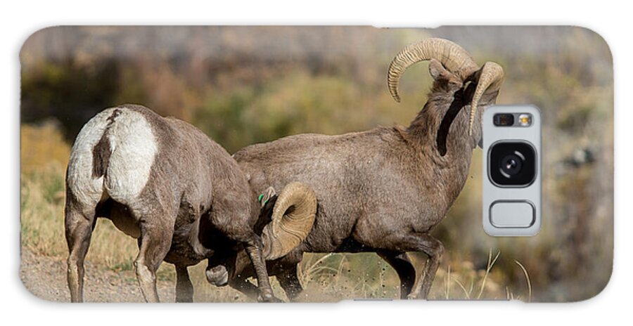 Bighorn Sheep Galaxy Case featuring the photograph The Push by David F Hunter