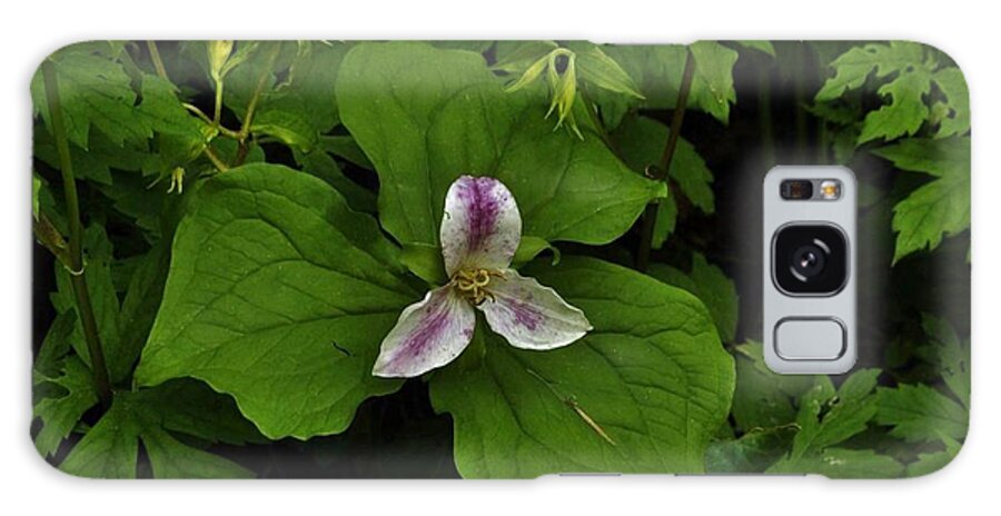 Flowers Galaxy Case featuring the photograph The Quite Forest by Charles Lucas