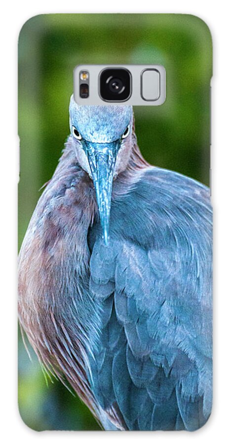 Bird Galaxy Case featuring the photograph The Reddish Egret Stare by Ginger Stein
