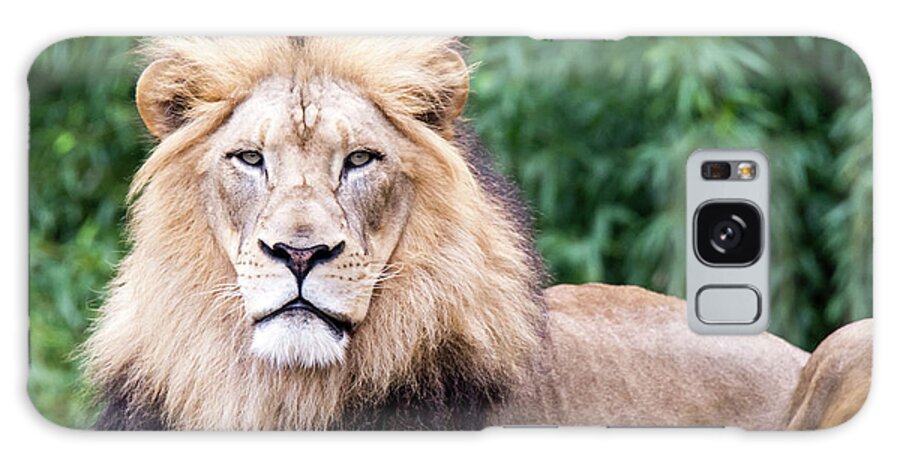 Male Lion Galaxy Case featuring the photograph The Stare Down by Ed Taylor